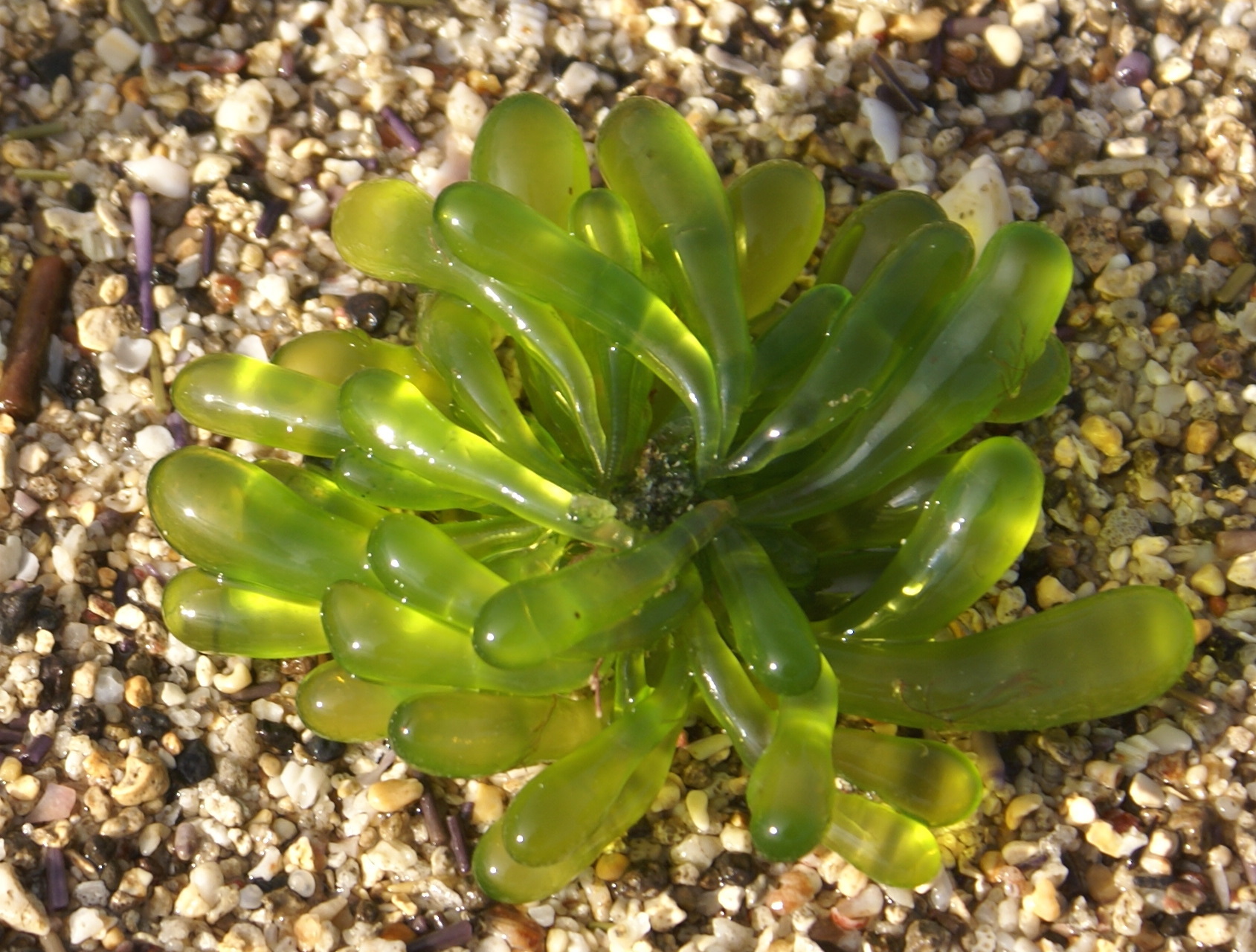 Boergesenia forbesii