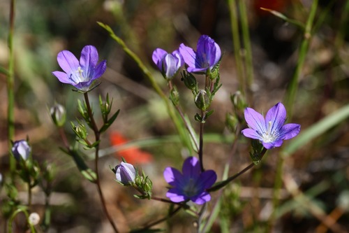 Large Venus'-looking-glass (Legousia pentagonia)