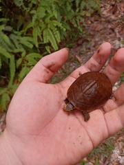 Cuora amboinensis kamaroma