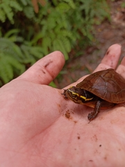 Cuora amboinensis kamaroma