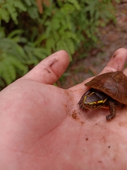 Cuora amboinensis kamaroma