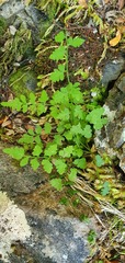 Cystopteris tasmanica