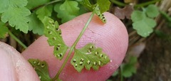 Cystopteris tasmanica