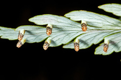 Loxsoma cunninghamii