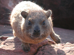 Procavia capensis welwitschii