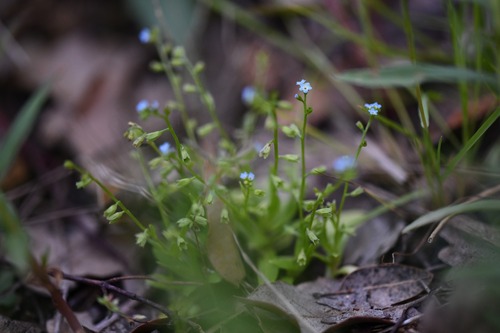 Jersey Forget-me-not (Myosotis sicula)