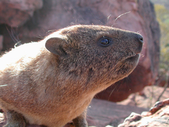 Procavia capensis welwitschii