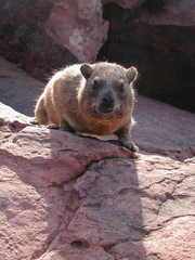 Procavia capensis welwitschii