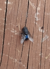 Calliphora quadrimaculata