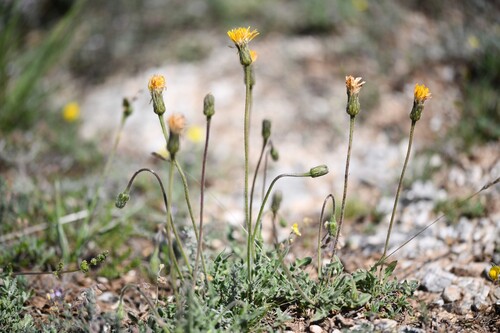 Hairy Hawkbit (Leontodon crispus)