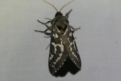 Oxycanus occidentalis