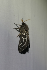 Oxycanus occidentalis