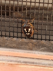 Pseudapines geminata