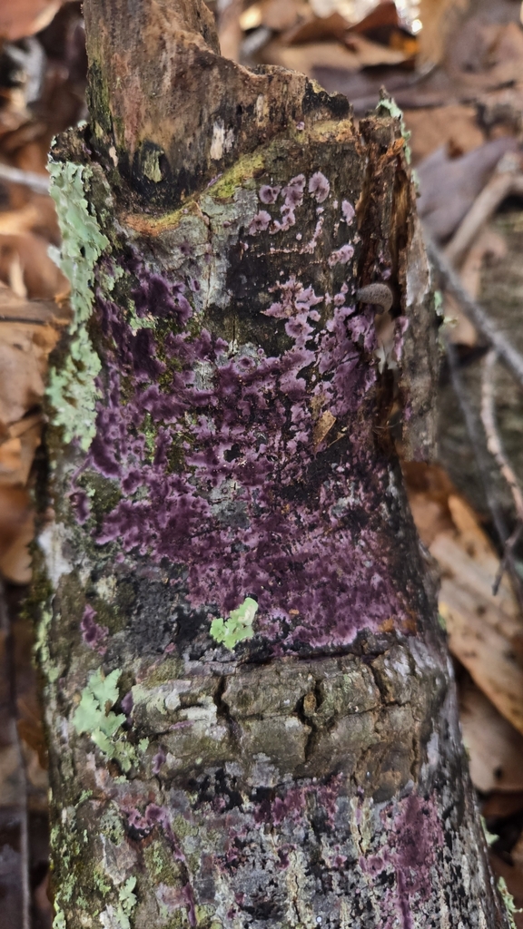 Phlebiopsis crassa · December 2025 · photo: © benfungi (iNaturalist, cc-by)