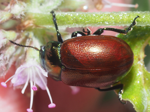 Knotgrass leaf beetle