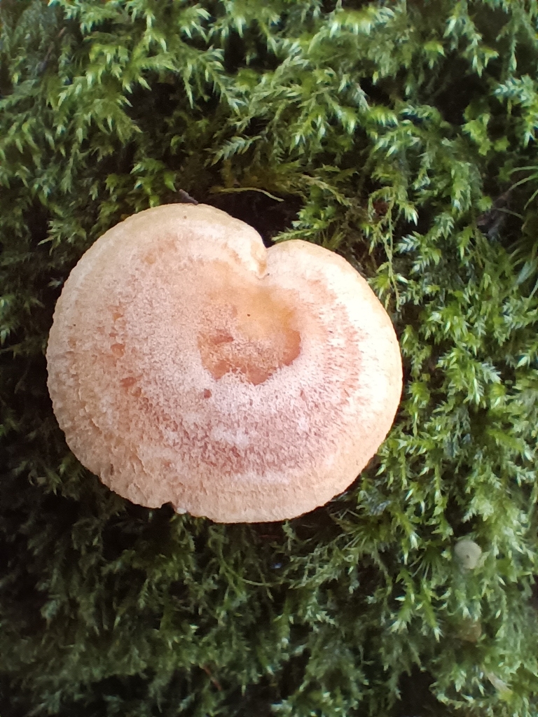 Lactarius chrysorrheus · December 2025 · photo: © considerthelilies (iNaturalist, cc-by)