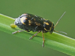 Pachybrachis sinuatus