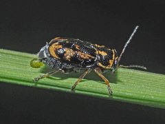 Pachybrachis sinuatus