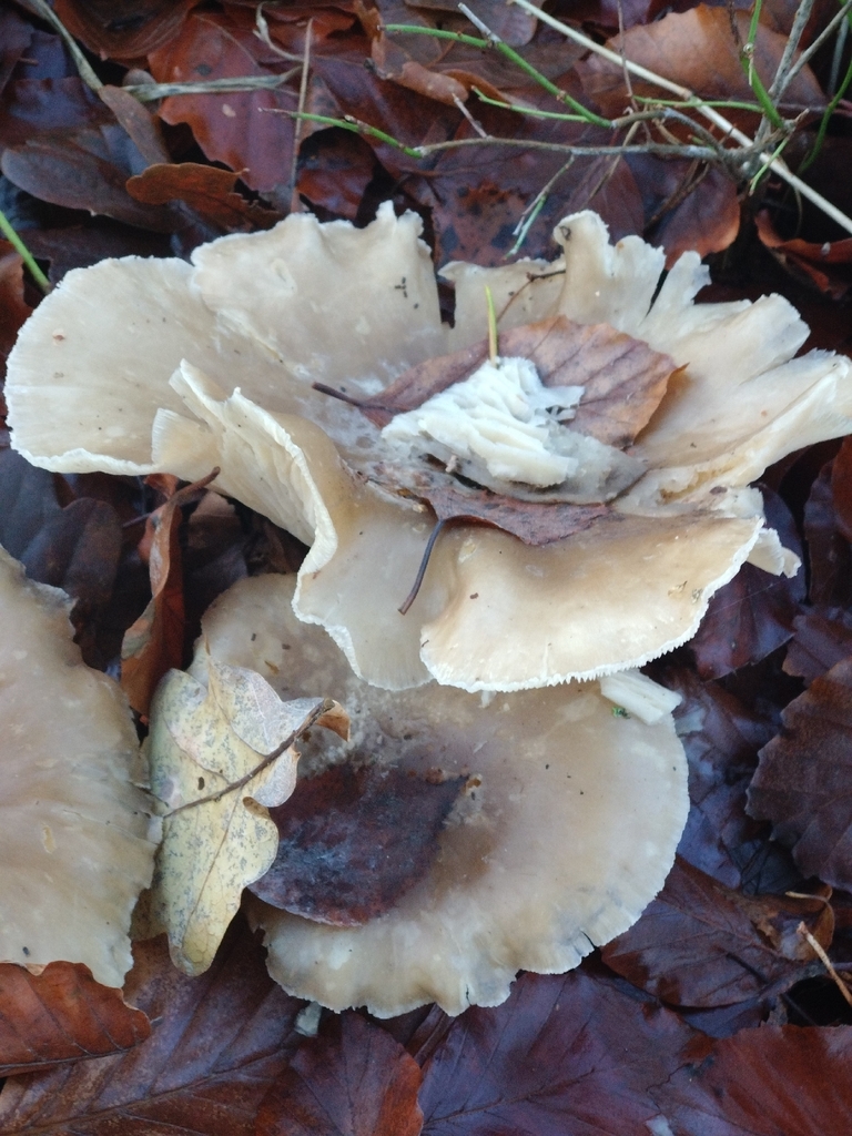 Clitocybe nebularis · December 2025 · photo: © jannikstokholm (iNaturalist, cc-by)