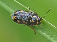 Pachybrachis sinuatus