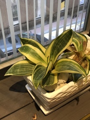 Sansevieria