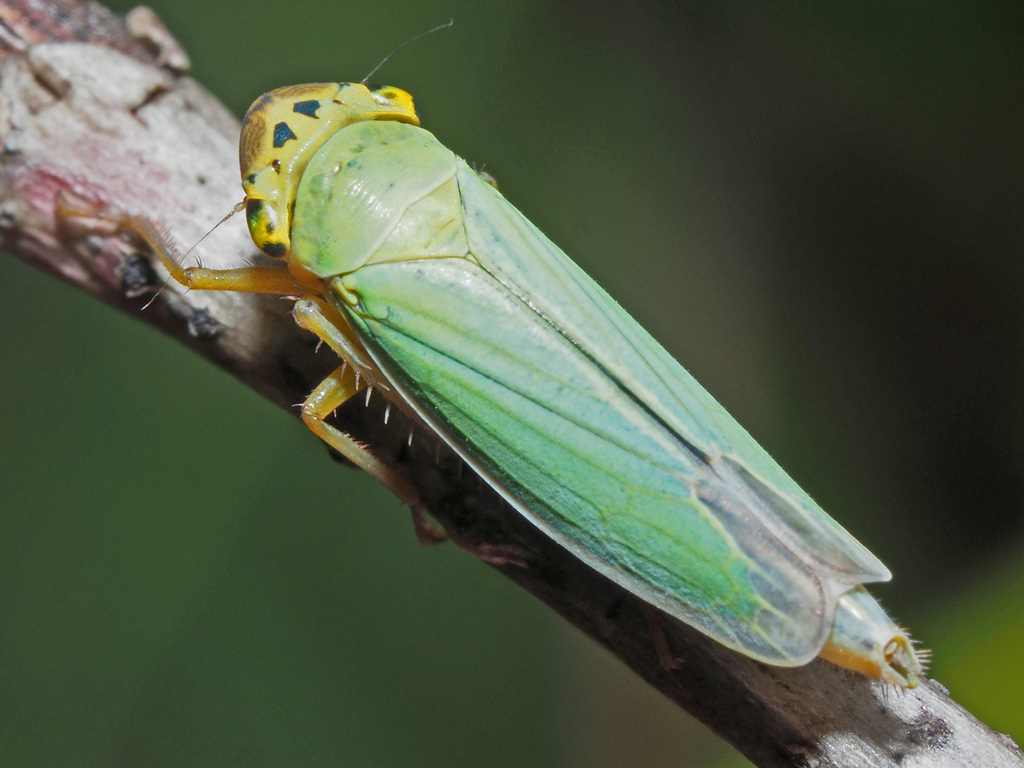 Cicadella viridis; (c) Felix Riegel, some rights reserved (CC BY-NC), uploaded by Felix Riegel