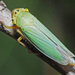Green Leafhopper - Photo (c) Felix Riegel, some rights reserved (CC BY-NC), uploaded by Felix Riegel