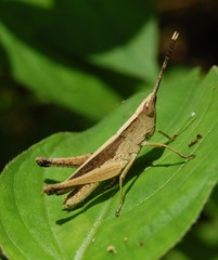 Phlaeoba antennata