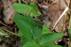 Diplacodes trivialis