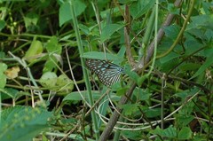 Ideopsis vulgaris macrina