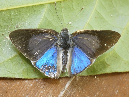 Bicolour Moonbeam