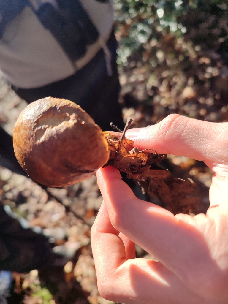 Neoboletus erythropus · December 2025 · photo: © aitor32 (iNaturalist, cc-by)