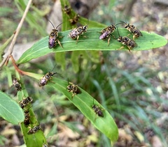 Mellitidia tomentifera