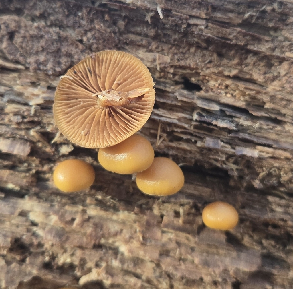 Galerina marginata · December 2025 · photo: © benfungi (iNaturalist, cc-by)
