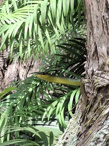 Common Tree Snake sighting