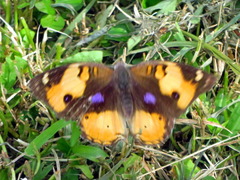 Junonia hierta cebrene