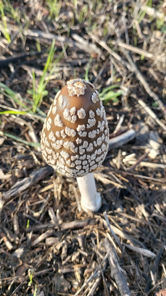 Coprinopsis picacea · December 2025 · photo: © emarchante (iNaturalist, cc-by)