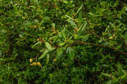 Avicennia alba (Avicennia alba)