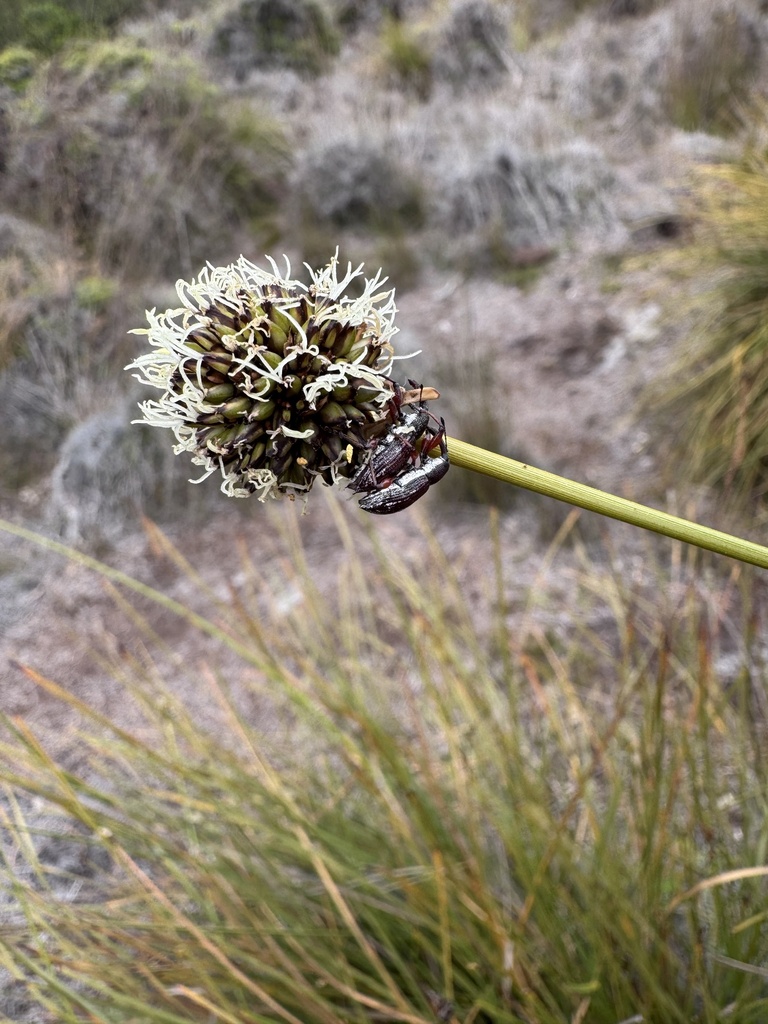 Gymnoschoenus sphaerocephalus (Buttongrass)