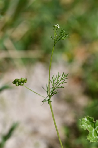 Small Coriander (Bifora testiculata)