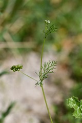 Bifora testiculata