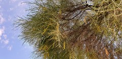 Acacia euthycarpa