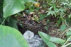 Rallina fasciata