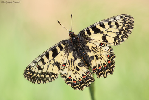 Southern Festoon