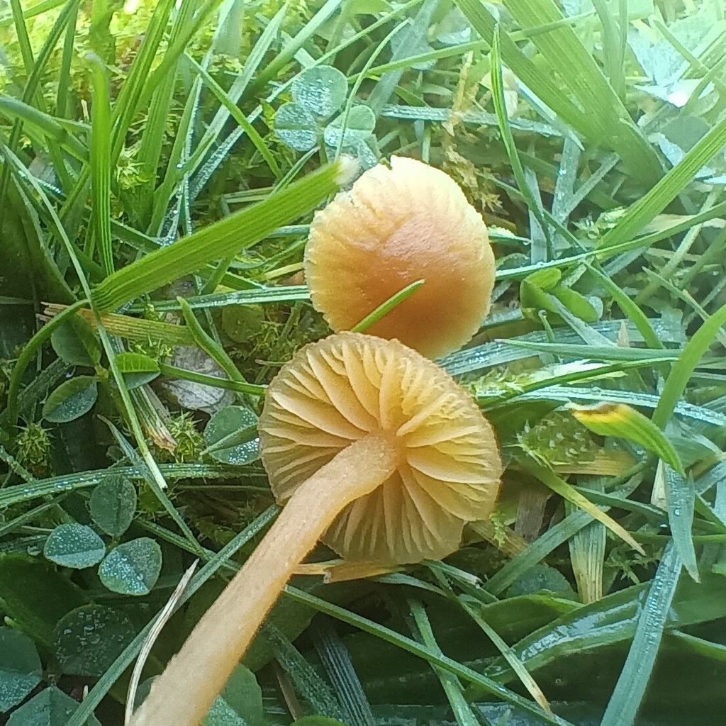 Galerina · December 2025 · photo: © considerthelilies (iNaturalist, cc-by)