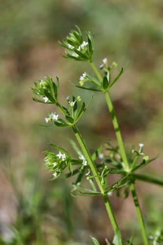 Corn Cleavers (Galium tricornutum)