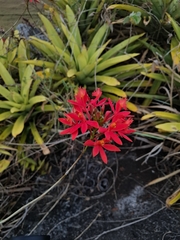 Epidendrum cinnabarinum, photograph (c) Carlos Henrique, some rights reserved (CC BY-SA)
