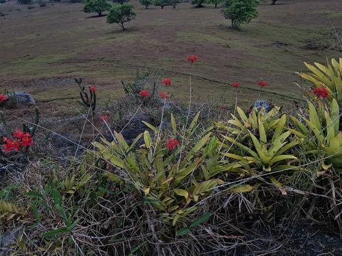 Epidendrum cinnabarinum, photograph 2