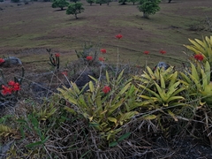 Epidendrum cinnabarinum, photograph (c) Carlos Henrique, some rights reserved (CC BY-SA)