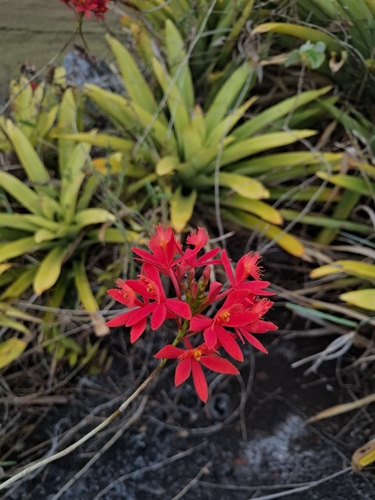 Epidendrum cinnabarinum, photograph 3